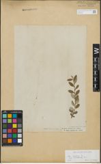 Foto von Salix repens subsp. incubacea (L.) A. Neumann